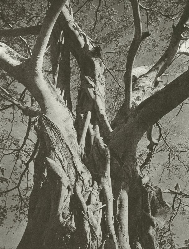 Banyan tree (m/w kuva) tekijältä Lionel Wendt