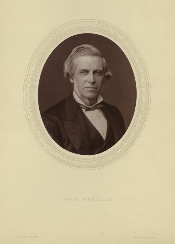 Sir William Bowmanin muotokuva tekijältä Lock and Whitfield