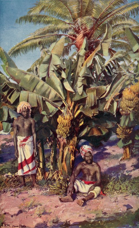 Banaaniviljelmä, Fidži (väri litho) tekijältä Louis Fairfax Muckley