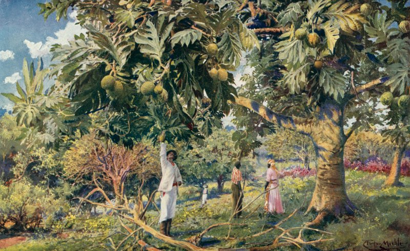 Leipä-hedelmäpuu, Keski-Amerikka (väri litho) tekijältä Louis Fairfax Muckley