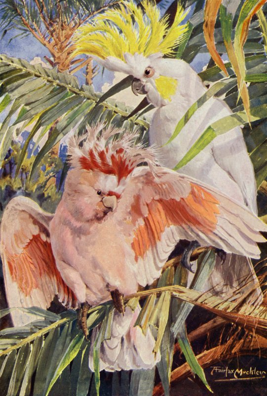 Kakadu (väri litho) tekijältä Louis Fairfax Muckley
