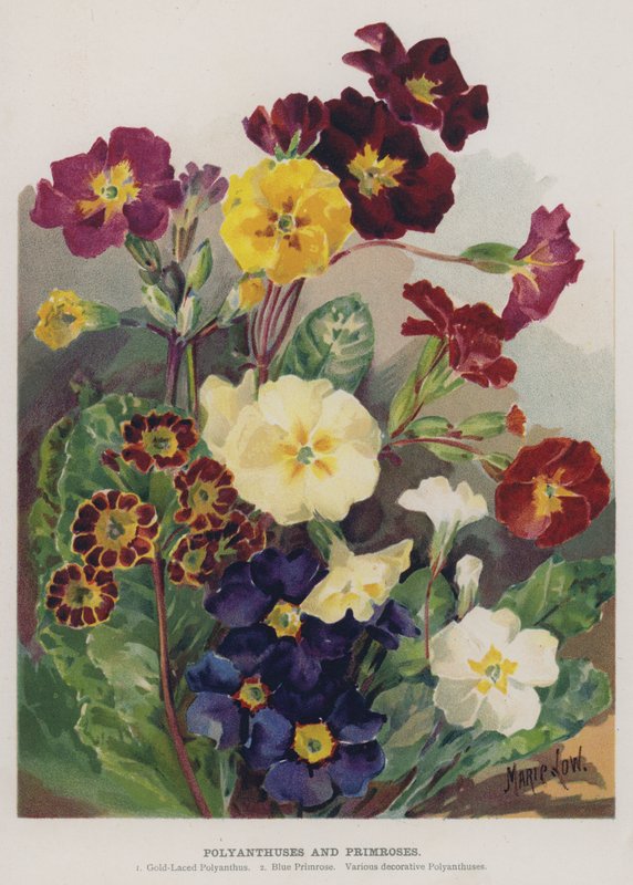 Polyanthus ja esikoot tekijältä Marie Low