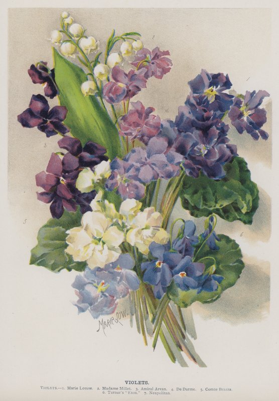 Violetit tekijältä Marie Low