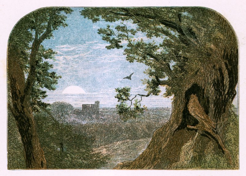 Kuvitus "Linnut" tekijältä Myles Birket Foster