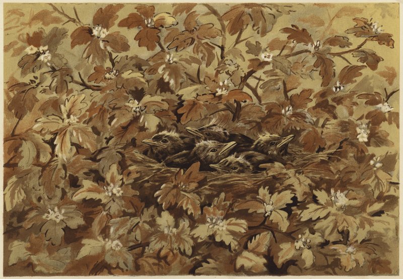 Mustarastas kotona (litho) tekijältä N. Parker