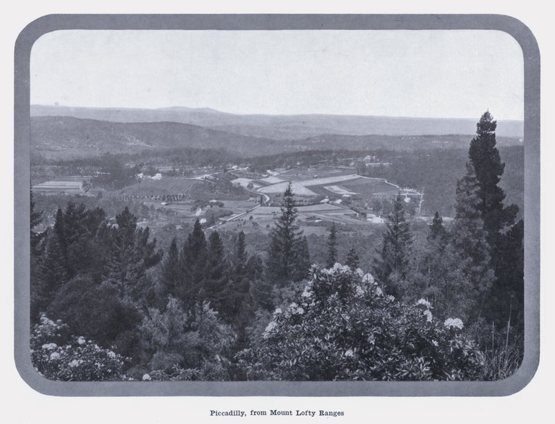 Piccadilly, Mount Lofty Rangesista (m/w kuva) tekijältä Photographer Australian