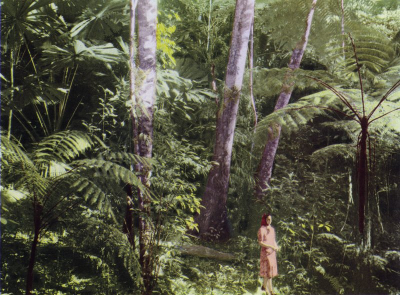 Queensland, Australia: Trooppinen viidakko (kuva) tekijältä Photographer Australian