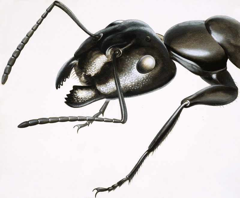 Pieniä hirviöitä: Mighty Ant tekijältä R.B. Davis