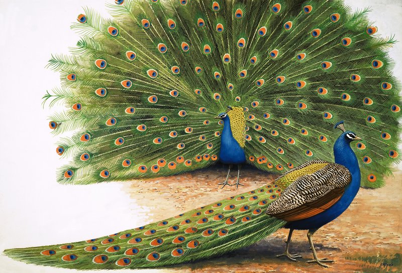 Peacocks tekijältä R.B. Davis