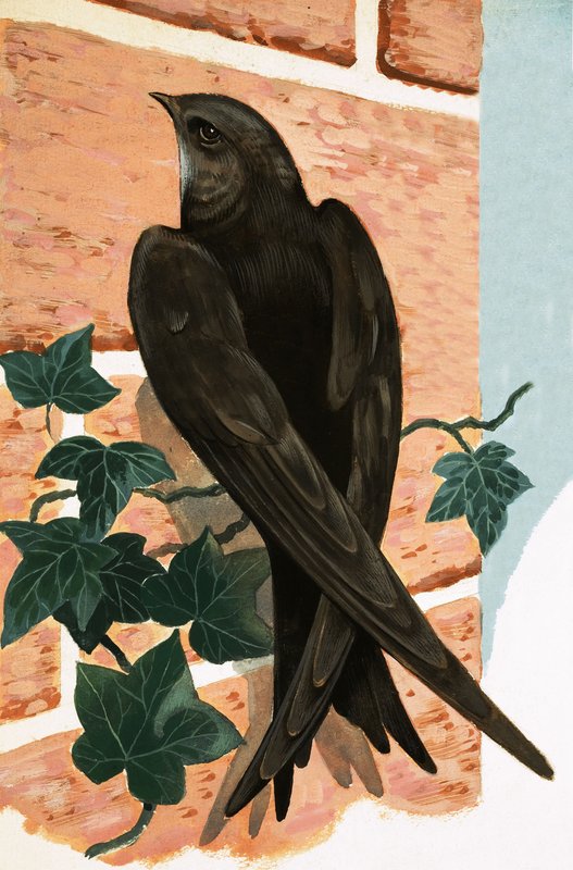 Swift tekijältä R.B. Davis