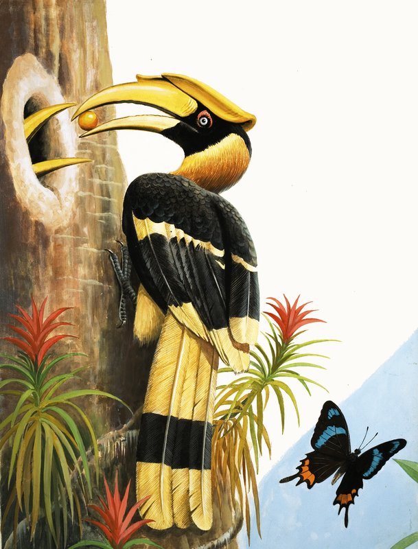 Hornbill tekijältä R.B. Davis