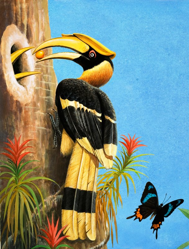 Hornbill tekijältä R.B. Davis
