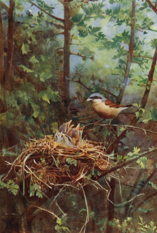 Punaselkäristiuros (kuva) tekijältä Richard and Cherry Kearton