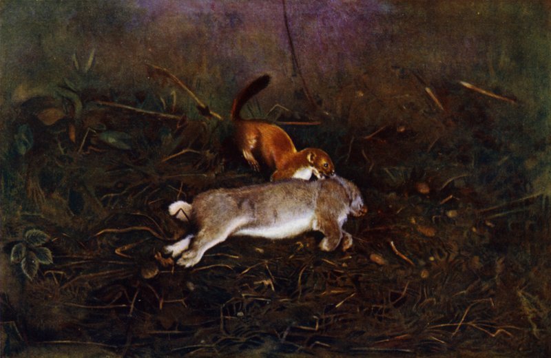 Tukki (kuva) tekijältä Richard and Cherry Kearton