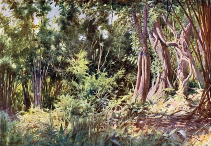 Viidakko Delanchoonissa tekijältä Robert George Talbot Kelly