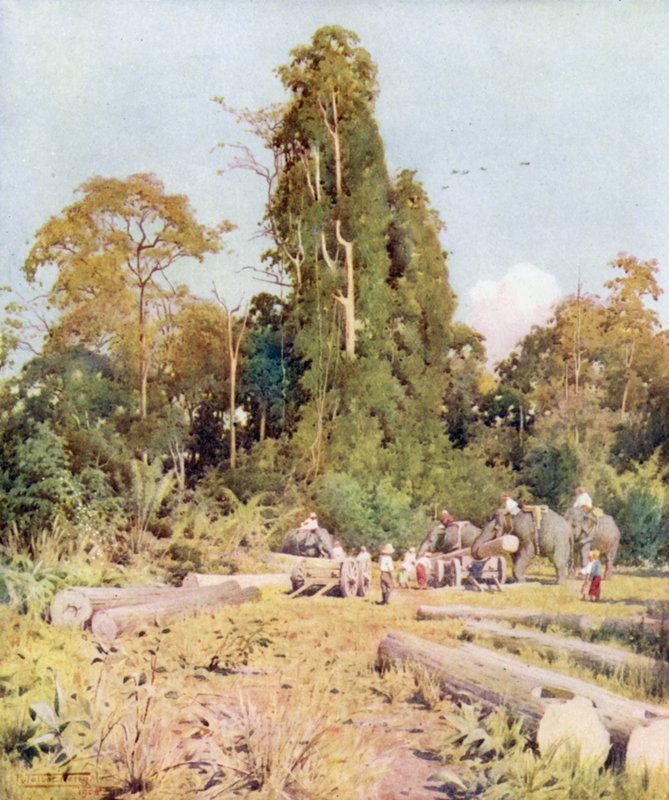 Teak lastaus Kokogonissa tekijältä Robert George Talbot Kelly