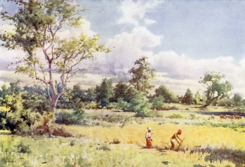 Scrub Jungle tekijältä Robert George Talbot Kelly