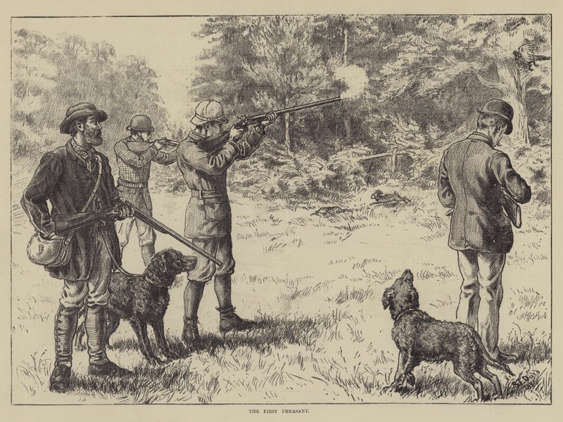 Ensimmäinen fasaani tekijältä S.T. Dadd