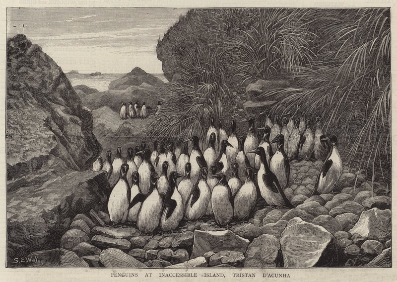 Pingviinit Inaccessible Islandilla, Tristan DA cunha tekijältä Samuel Edmund Waller