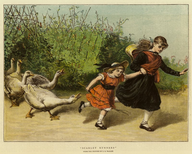 Scarlet Runners tekijältä Samuel Edmund Waller