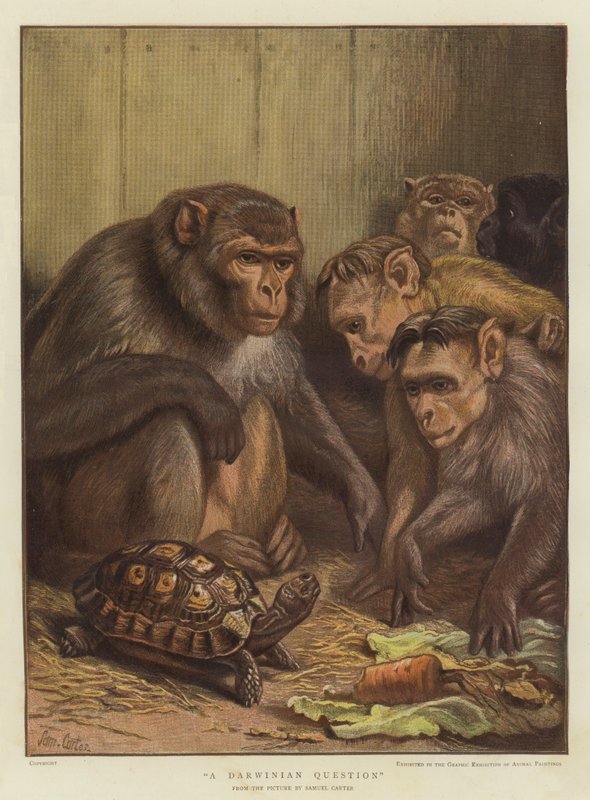 Darwinilainen kysymys (chromolitho) tekijältä Samuel John Carter