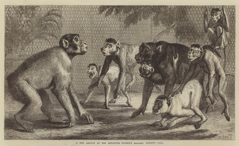 Uusi saapuminen Zoological Societyn puutarhoihin, Regent