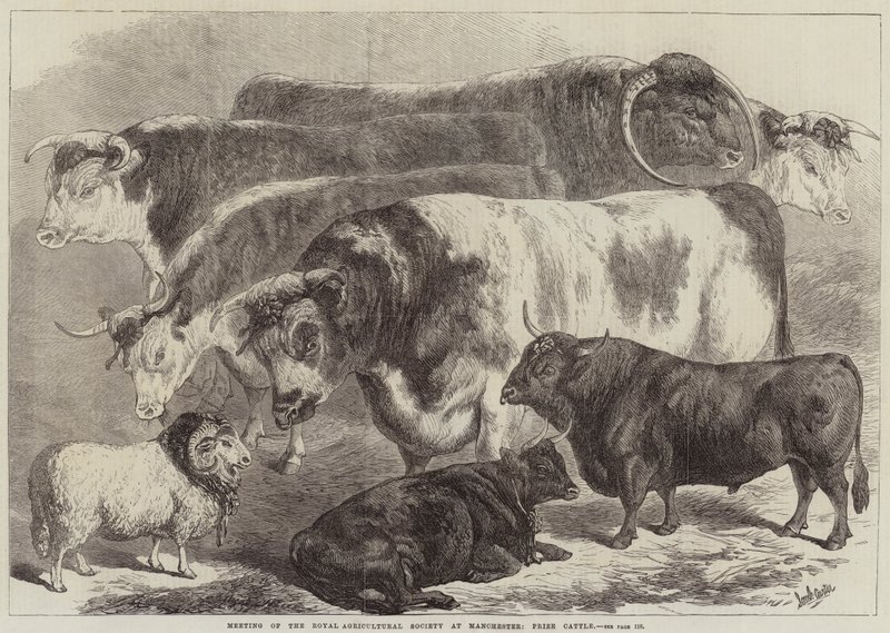 Royal Agricultural Societyn kokous Manchesterissa, Prize Cattle tekijältä Samuel John Carter