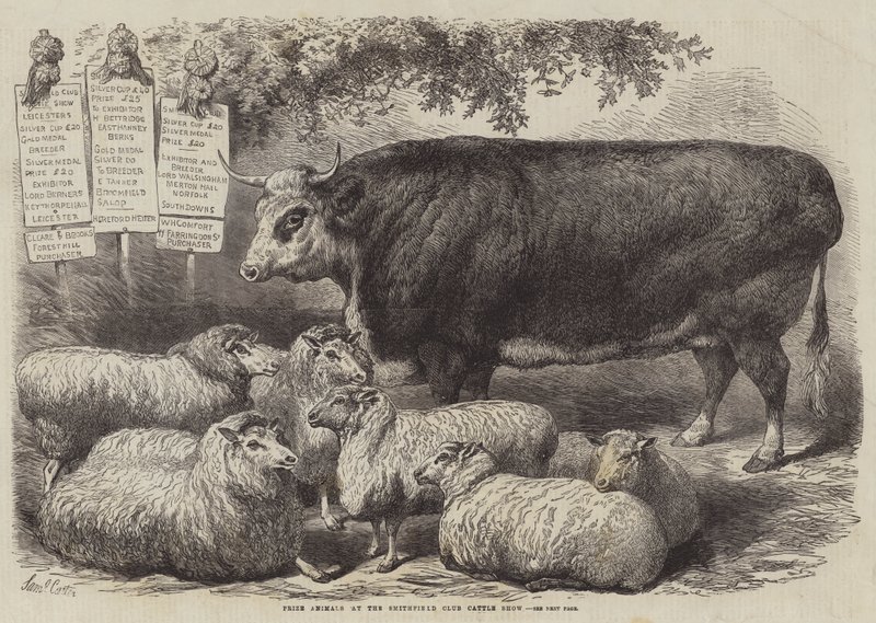 Palkintoeläimet Smithfield Club Cattle Show