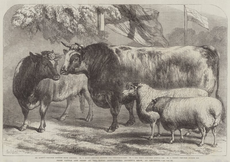 Palkinto karjaa ja lampaita Royal Agricultural Societyn näyttelyssä Leicesterissä tekijältä Samuel John Carter