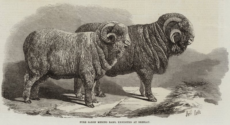 Pure Saxon Merino Rams, esillä Breslaussa tekijältä Samuel John Carter