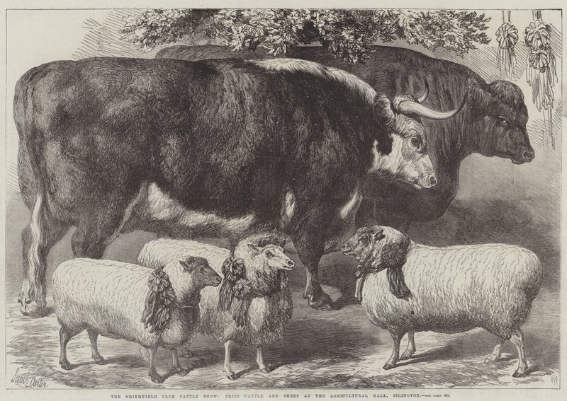 Smithfield Clubin karjanäyttely, palkintonauta ja lampaat Agricultural Hallissa, Islingtonissa tekijältä Samuel John Carter