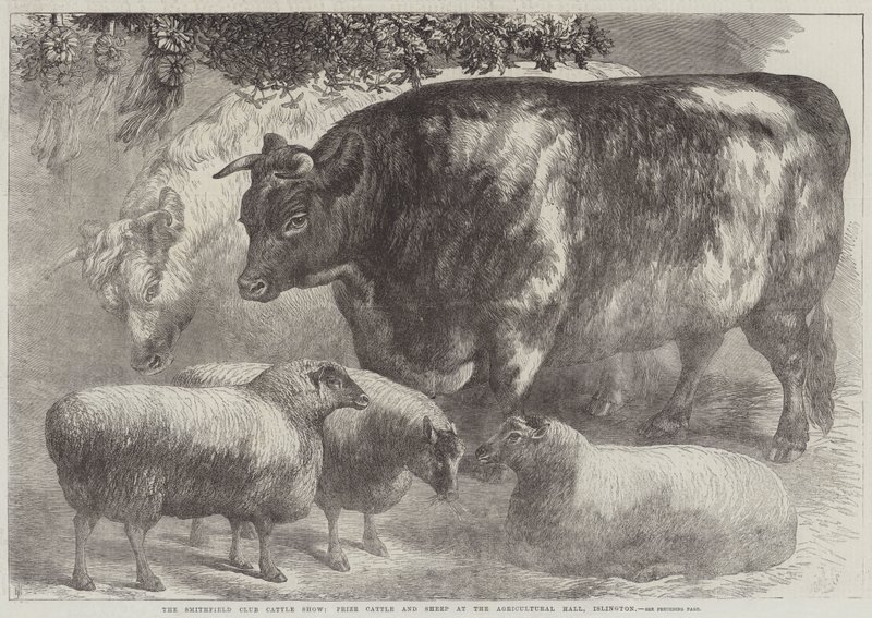 Smithfield Clubin karjanäyttely, palkintonauta ja lampaat Agricultural Hallissa, Islingtonissa tekijältä Samuel John Carter