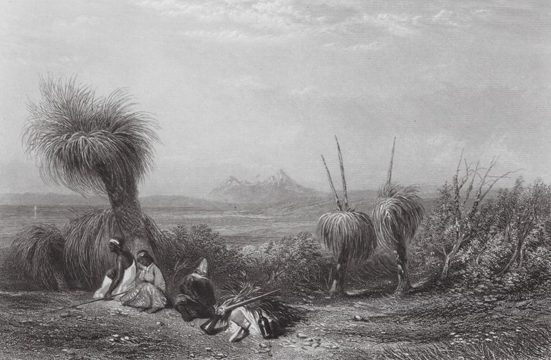 Australia: Grass Tree Plains (kaiverrus). tekijältä Samuel (after) Prout