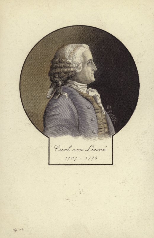 Carl Linnaeus (1707-1778), ruotsalainen kasvitieteilijä ja eläintieteilijä tekijältä Swedish School