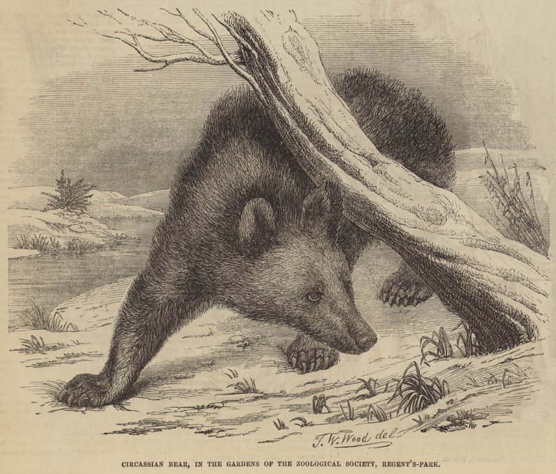 Circessian Bear, Gardens of the Zoological Society, Regent