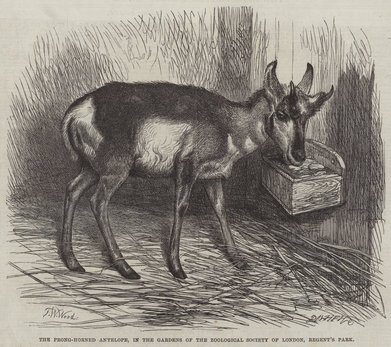 Prong-Horned Antilooppi, Lontoon eläintieteellinen seuran puutarhassa, Regent