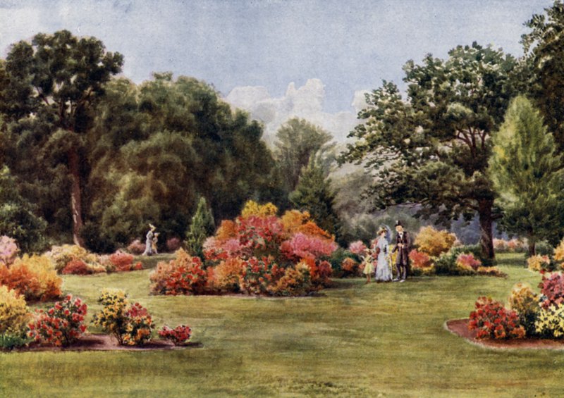 Kew Gardens: Azaleas (väri litho) tekijältä Thomas Mower Martin