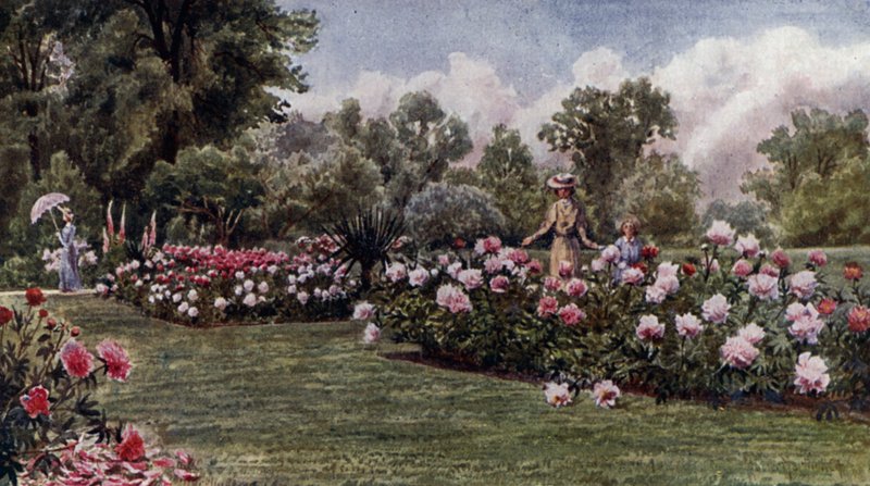 Kew Gardens: The Peonies (väri litho) tekijältä Thomas Mower Martin
