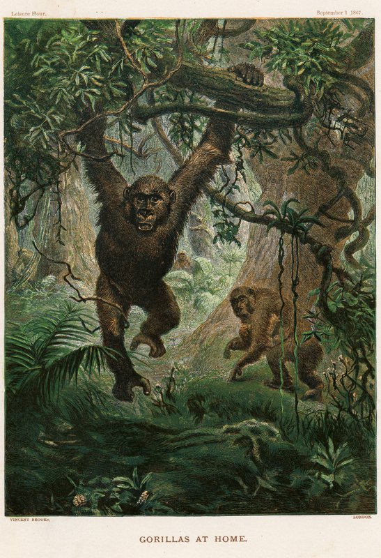 Gorillat kotona tekijältä Vincent Brooks
