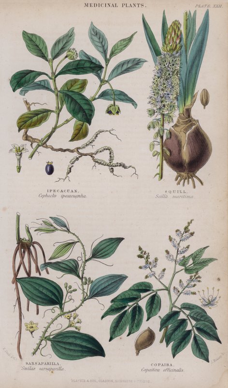 Ipecacuanha; Squill; Sarsaparilla; Copaiba (värillinen kaiverrus) tekijältä W. Fitch