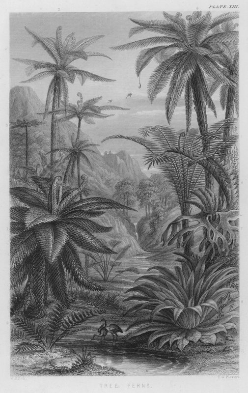 Tree Ferns (värillinen kaiverrus) tekijältä W. Fitch