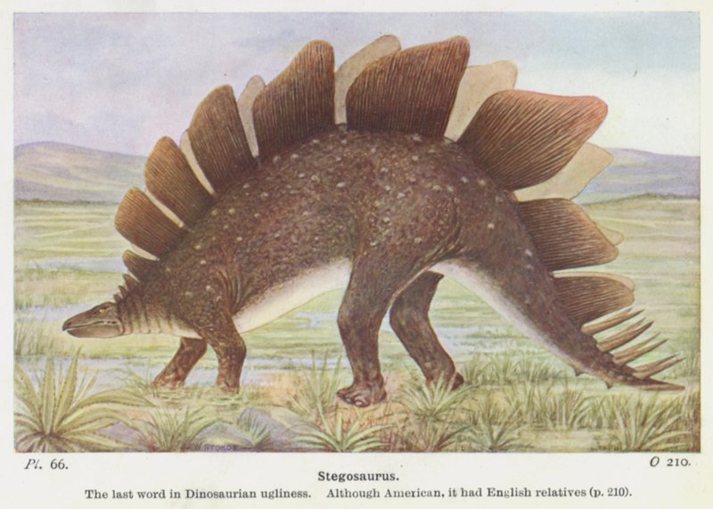 Stegosaurus (värinen lito) tekijältä W. J. Stokoe