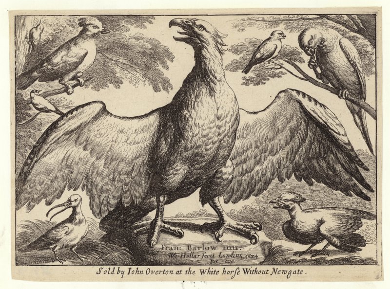 Kotka ja muut linnut tekijältä Wenceslaus Hollar