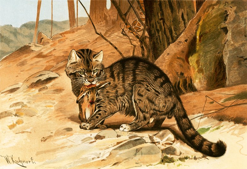 Villi kissa tekijältä Wilhelm Kuhnert