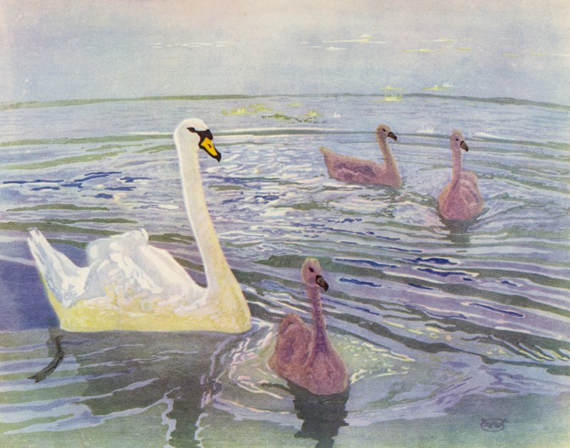 Joutsen ja Cygnets (väri litho) tekijältä William Giles