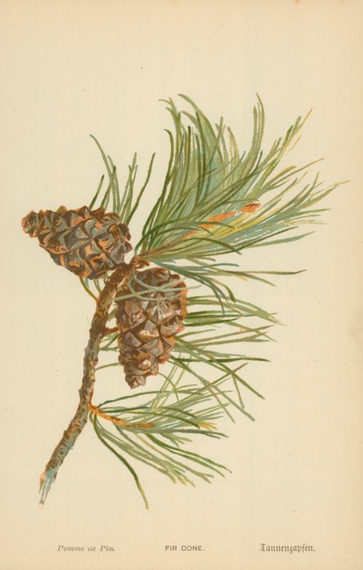 Kuusenkäpy tekijältä William Henry James Boot