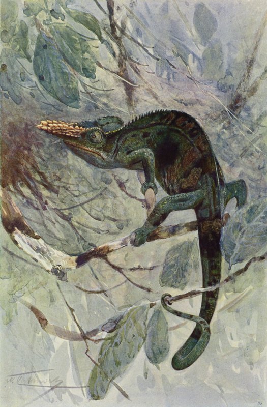 Afrikkalainen kameleontti tekijältä after Wilhelm Kuhnert