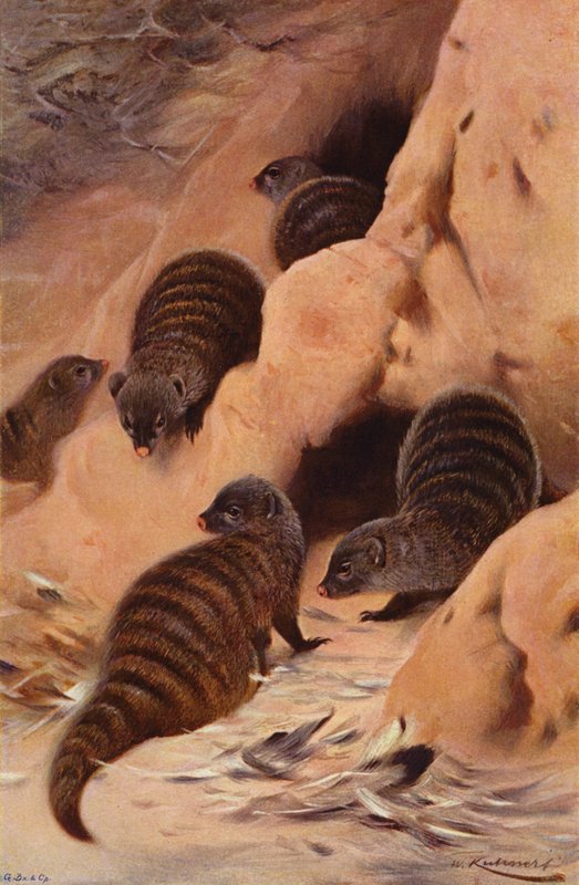 Banded Mongoose tekijältä after Wilhelm Kuhnert