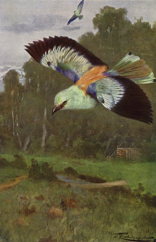 Sininen rulla tekijältä after Wilhelm Kuhnert