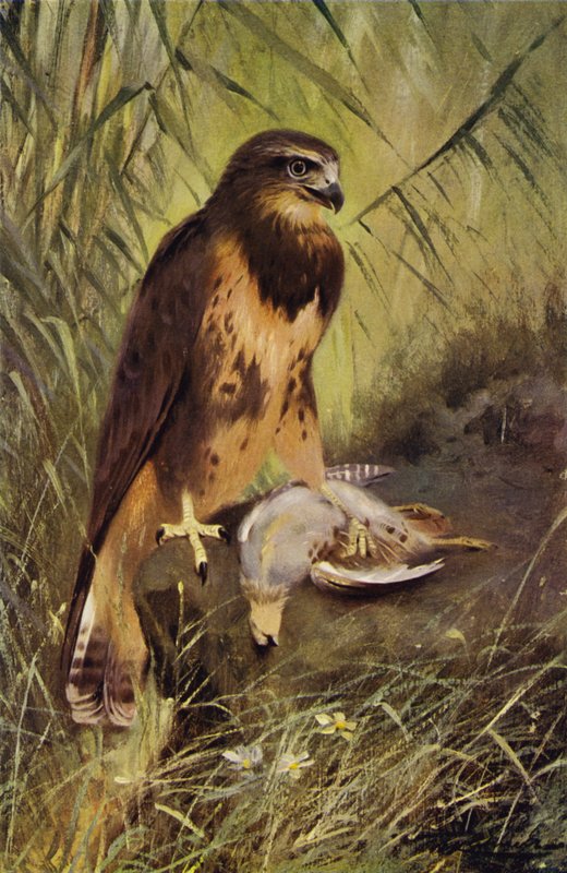Hiirihaukka tekijältä after Wilhelm Kuhnert